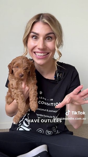 Cavoodle Sizing 101: Find the Perfect Fit for Your Family