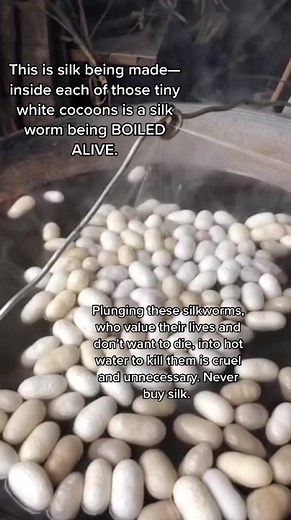 Silkworms weave intricate cocoons to rest inside awaiting their magnificent metamorphosis—but it never happens. Instead, they’re violently boiled alive by the thousands to make silk.