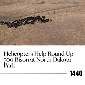 Conservationists at Theodore Roosevelt National Park in North Dakota are using helicopters to round up about 700 bison as part of an annual effort to manage the herd. The helicopters make it safer and easier to guide the massive animals through the park’s rough terrain. Once the bison are gathered, veterinarians check their health and sort them by age, sex, and genetics. Around 400 of the bison will be sent to tribal lands to support Indigenous communities, improve biodiversity, and protect the 