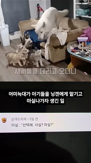 어미늑대가 아기들을 닝겐에게 맡기고 마실나가자 생기는 일 #SHORTS