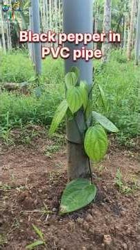 Black Pepper in PVC pipe #farming #agriculture #blackpepper