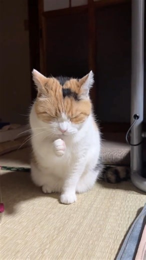 【三毛猫】毛づくろいは得意なミケ