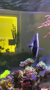 24K views · 354 reactions |  What a breathtaking reef tank setup by @angelica_reef! The graceful movement of the bannerfish against the vibrant corals creates an underwater masterpiece. ️ #BannerfishBeauty #ReefTankGoals #MarineLife #UnderwaterWonder #AquariumInspiration #LiveAquariaCommunity | LiveAquaria.com | Facebook