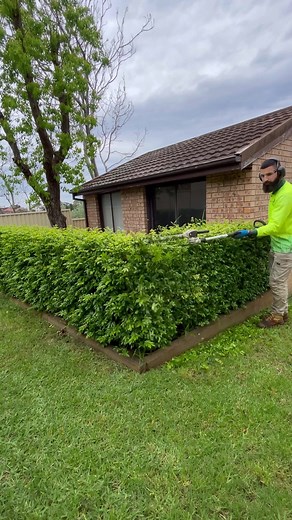 Pruning Murraya Hedges: A Guide to Perfectly Trimmed Greenery