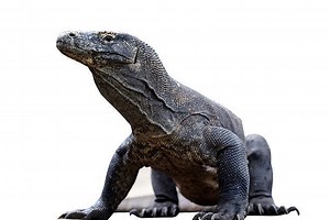 Top 10 Most Popular Reptiles in the World