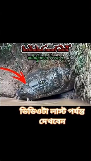 bahut hi bada anaconda