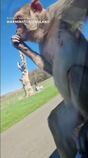 Monkey does hilarious backflip off car in safari enclosure #Shorts