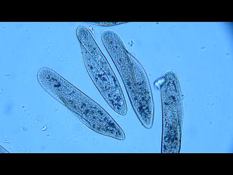 Paramecium observation experiment - High school biology experiment