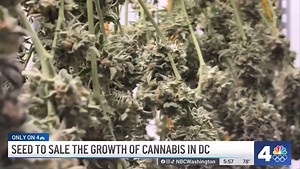 15 reactions |  District Cannabis and Green Theory gave us access...