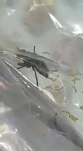2.5K views · 40 shares | If a house fly sits on your food, see what happens. This video was taken from a microscopic camera. Please be real careful with food hygiene. | World Star Jamaica: #1 In News & Entertainment | Facebook