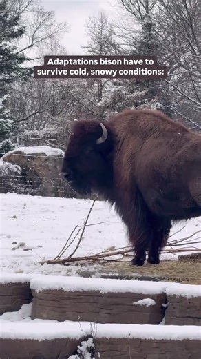 19K views · 454 reactions | Bison are built to thrive in the harshest winters! Their thick, woolly coats trap heat so effectively that snow can pile up on their backs without melting. This amazing adaptation helps them conserve body heat and stay cozy even in freezing conditions. | Brookfield Zoo Chicago | Facebook