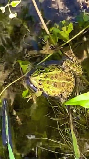 Soothing Night Frog Sounds 🌙🐸