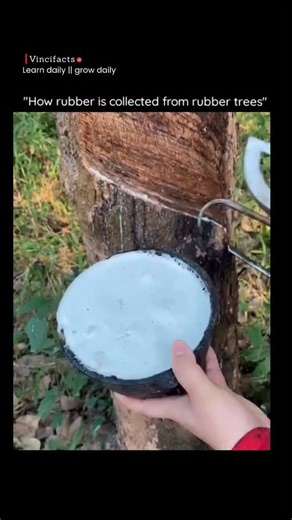 𝐅𝐀𝐂𝐓 | 𝐇𝐈𝐒𝐓𝐎𝐑𝐘 | 𝐈𝐍𝐅𝐎 on Instagram: "This video shows how natural rubber is actually harvested — straight from a rubber tree 🌳🩸 The process is called rubber tapping. A shallow, angled cut is made on the bark so the milky latex can flow out without damaging the tree’s inner layers. The latex slowly drips into a small cup, and the same tree can be tapped for years if done correctly. Too deep a cut can kill the tree, so precision matters. Natural rubber comes from the Hevea brasili