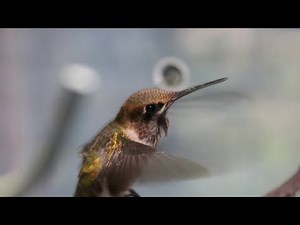 Tracking hummingbird migration back to Virginia