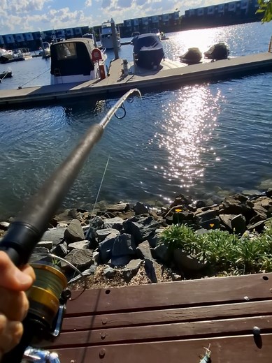 Any guesses? #fishing#goldcoast