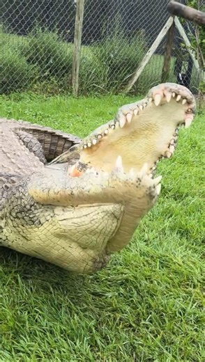 Crocodile tickles!!! | Dingo