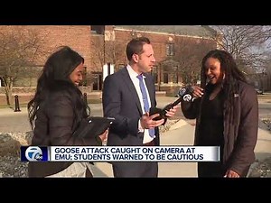 Goose attack caught on camera at EMU, students warned to be cautious