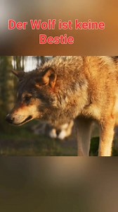 Der Wolf ist keine Bestie #wolf #wald #naturelovers #tierschutz | Wir lieben Tiere