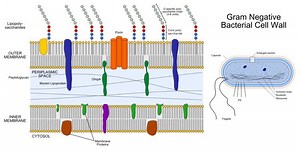 Gram negative bacterial infection - Alchetron, the free social encyclopedia