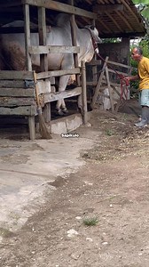 105K views · 67K reactions | Sapi p.o raksasa milik mbah dalimin kebumen | Taufiq Sapi Kulo Channel | Facebook