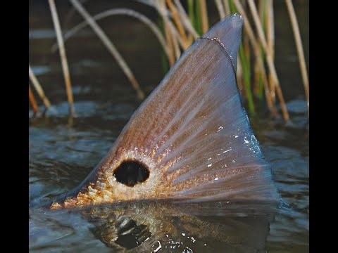 *LIVE* Tying Redfish Flies