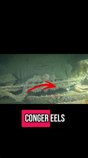Conger eels Fun Facts 📸Videos taken at the wreck of the HMS M2 submarine. #creatorsearchinsights #eel #eels #congereel #Deepsea #marinelife #marinebiology #underwaterworld #sealife #animals #fish #marinebiologist #blueplanet #oceanlove #oceanphotography #oceanphotos #underwaterphotography #facts #climatechange #dailyfacts #funfacts #oceanfacts #didyouknow #intrestingfacts #nature #animal #naturelovers #wildlifephotography #natureaddict #earthfriendly #naturalwonders #biodiversity #natureshots #