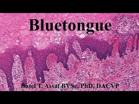 Bluetongue Disease (BTV)
