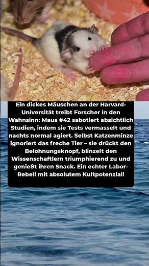 Die frechste Maus der Welt verarscht Harvard! 🐭😂