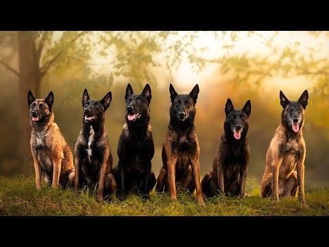 Goldschakal Malinois Kennel | 2024