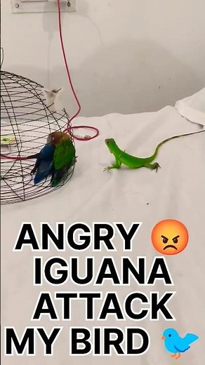 When Angry Iguanas Attack: Terrifying Bird Encounter