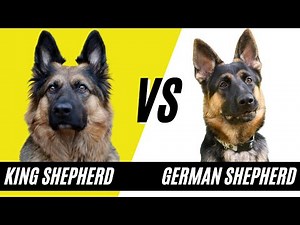 King Shepherd vs German Shepherd - Compare and Contrast The Dog Breeds