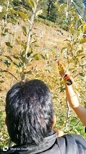 Today passionate Apple grower Mr Vikram Singh Rawat (Kalasn Farm) visit in our orchard . #apple #hdp #farmlife #pruning | Shilpa Thakur