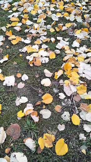 O outono no parque de merendas. | Casa Sant'Ana | Facebook