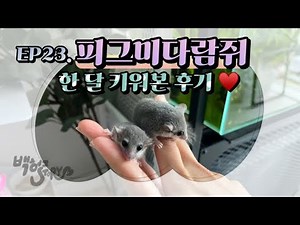 EP23. 피그미다람쥐 한 달 키워본 후기 #피그미다람쥐 #겨울잠쥐 #반려동물