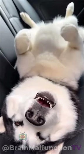 Husky SNORES Through Police Call 😂 🐺💤