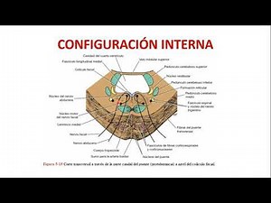 Anatomía II C4: Tronco del Encéfalo - Puente