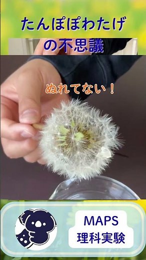 【生物】たんぽぽの綿毛を水に入れると…！？理科実験でわかる「空気のバリア」の秘密