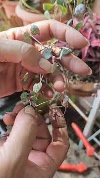 Best way to Propagate String of Heart