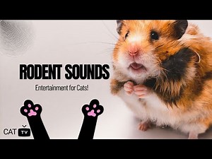 Rodent Sounds for Cats | Mice, Rats & Hamster Noises | Cat Entertainment Video