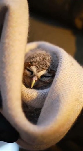 Baby Owl Saved from Snowy Barn ❄️🦉 Real Wildlife Rescue