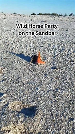 Exploring Live Horse Conchs at Low Tide