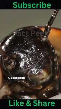 "🪳😱 Incredible Facts: Cockroach Can Live WITHOUT a Head for 7 Days! Surprising Survival Secrets 🤯"