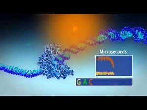 Single Molecule Real Time Sequencing - Pacific Biosciences
