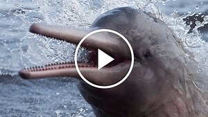 Amazon Dolphins in Danger