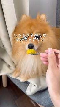 しっとりなめらかかぼちゃぷりん🎃