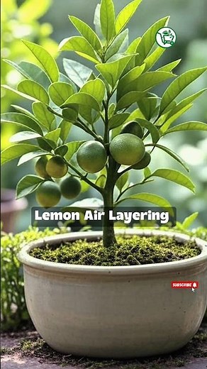 Grow your own lemon tree with air layering!🌱🥭 Easy fast and 100% success! #lemonPropagation #garden