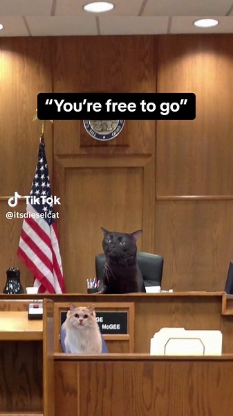 Diesel Cat on TikTok