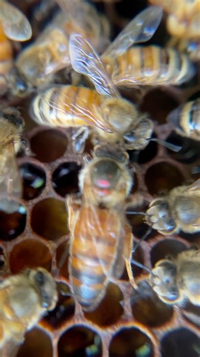 87K views · 1.9K reactions | Bee genetics: How a Queen decides to lay male or female bees #honeybee #beekeeper #queen #queenbee | Bowser Bee | Facebook