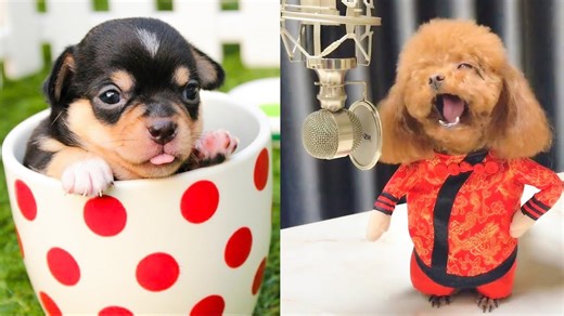 Cute little dogs with funny personalities