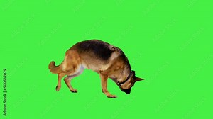 German shepherd walking and sniffing on a Green Screen, Chroma Key.